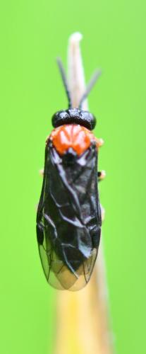 Réf. 255 953 : Eutomostethus ephippium